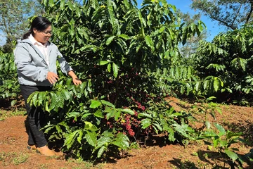 Áp lực thiếu nước và hướng đi cho sầu riêng, cà phê ở Tây Nguyên