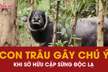 con trâu, cặp sừng, hình dáng
