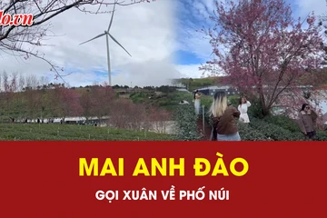 Mai anh đào gọi xuân về phố núi