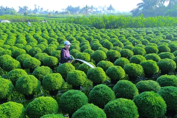 Cận Tết Bính Ngọ 2026, Làng hoa Chợ Lách rộn ràng vào mùa