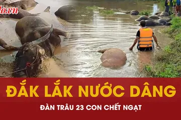 Cận cảnh 23 con trâu chết ngạt bên bờ suối trong bão số 13