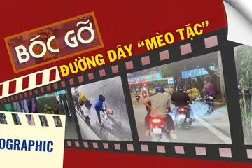 Infographic: Bóc gỡ đường dây 'mèo tặc' tại TP.HCM 