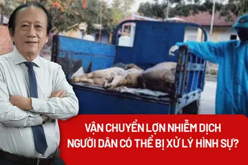 Lợn nhiễm bệnh vẫn bị tuồn ra thị trường: Ai chịu trách nhiệm?