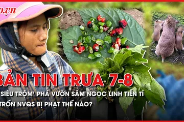 Bản tin trưa 7-8: 'Siêu trộm' phá nát vườn sâm Ngọc Linh tiền tỉ