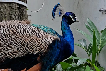 TP.HCM: Khổng tước quý hiếm bay vào căn hộ ở tầng 6 chung cư