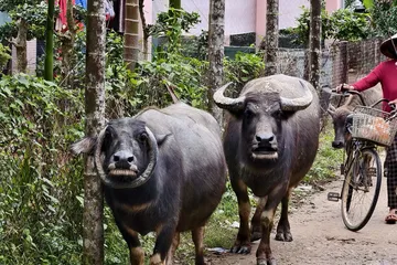 Độc lạ con trâu có cặp sừng cong ôm mặt ở Đà Nẵng