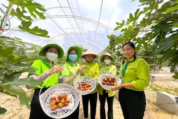 Doanh nghiệp nhập cuộc nông nghiệp đô thị: Từ rau sạch đến tín chỉ carbon