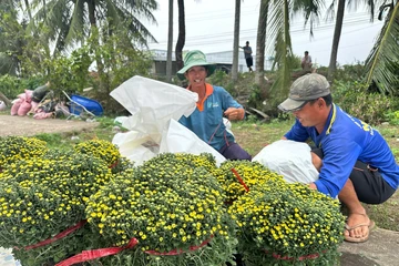 Nhà vườn tất bật đơn hàng hoa Tết, chủ động livestream bán hàng sớm