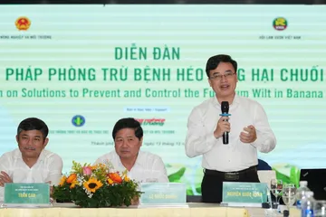 Từ 'ám ảnh' bệnh Panama đến giấc mơ tỉ đô của ngành chuối Việt Nam