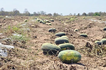 Thêm góc nhìn pháp lý vụ 500 sào dưa hấu đã “cọc” 7,5 tỉ đồng bỏ chỏng chơ để trâu bò ăn