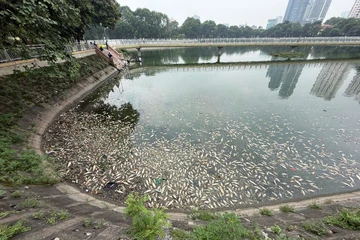 Hà Nội: Cá chết nổi trắng hồ điều hòa Công viên Nghĩa Đô