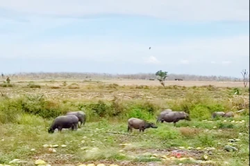 500 sào dưa hấu đã “cọc” 7,5 tỉ đồng bỏ chỏng chơ để trâu bò ăn