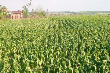 Nông dân trồng cây thuốc lá ở Gia Lai thiệt hại nặng vì mưa trái mùa