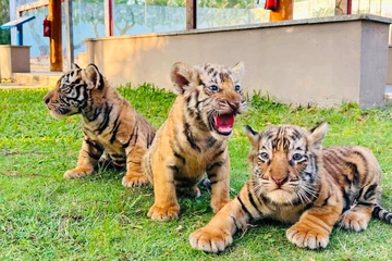 Hổ Belgan sinh 3 con tại vườn thú FLC Quy Nhơn