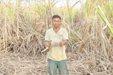 Nông dân thấp thỏm vì mía quá vụ 'mắc kẹt' giữa đồng
