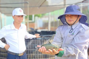 Độc lạ mô hình cá mú Úc trên cao nguyên, nuôi không đủ bán