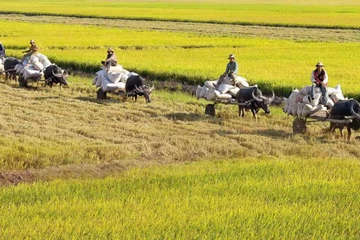 Về miền Tây, thương…