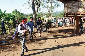 Ðộc đáo lễ hội bắn trâu