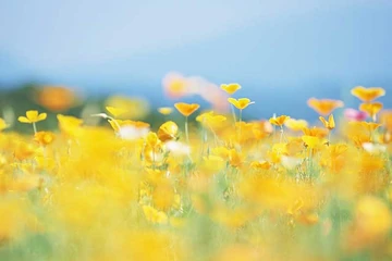 Về quê tháng chạp