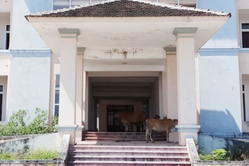 Trụ sở xã thành nơi trốn nắng cho bò