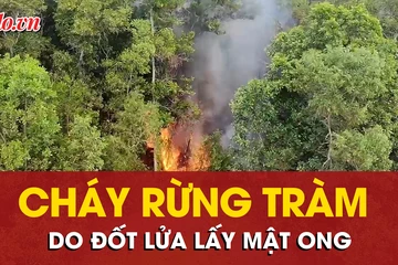 Xác định nguyên nhân cháy rừng tràm gây thiệt hại khoảng 1,5 hecta