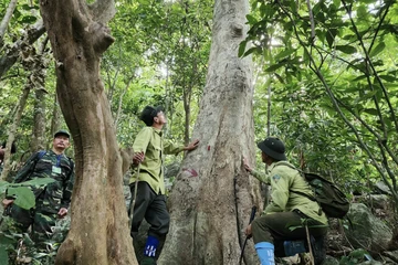 Phát triển tín chỉ các-bon rừng còn vướng mắc chưa được tháo gỡ. Ảnh: MT