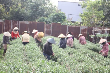 Hoa Tết cháy hàng, người trồng 'đỏ mắt' tìm thợ ngắt nụ hoa