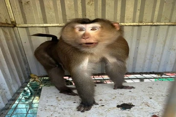 Phát hiện khỉ mốc lạc vào rẫy, 2 cha con bắt giao cho chính quyền