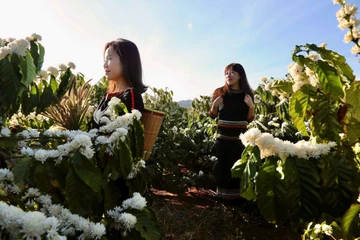 Hoa cà phê nở trắng đồi, nhiều người hái về làm trà