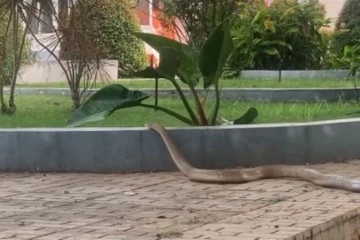 Video rắn hổ trâu lao vào khuôn viên bệnh viện, nhiều người hoảng hốt