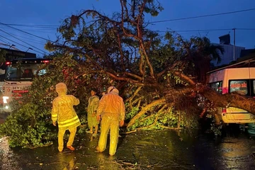 Nhiều cây xanh gãy đổ, nhà tốc mái sau trận mưa giông ở Đắk Lắk