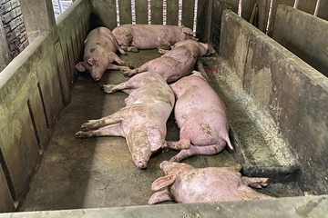 Thịt heo bệnh chế biến thành đồ hộp: Không phải cứ nấu chín là an toàn