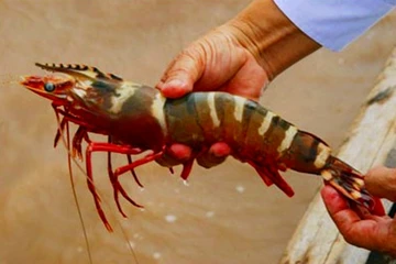 Cục Sở hữu trí tuệ lên tiếng về thông tin tôm Bình Thuận bị từ chối bảo hộ chỉ dẫn địa lý