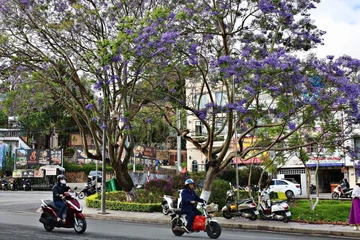 Mùa mai anh đào vừa qua, phượng tím lại nhuộm màu thương nhớ xứ ngàn hoa