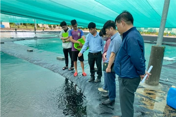 Khánh Hòa thí điểm nuôi biển công nghệ cao, ngư dân phấn khởi với kết quả bước đầu