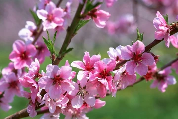 Dự báo thời tiết Tết Nguyên đán Bính Ngọ 'rất đẹp'