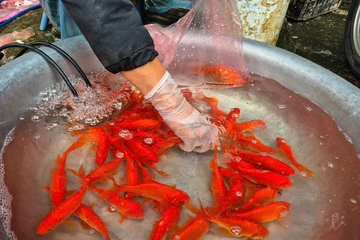 Cá chép, xôi gấc 'cháy hàng' ngày cúng ông Công, ông Táo