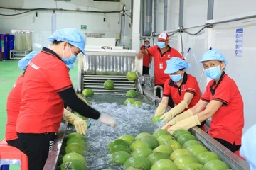 Việt Nam – Trung Quốc ký Nghị định thư, mở cửa xuất khẩu bưởi và chanh