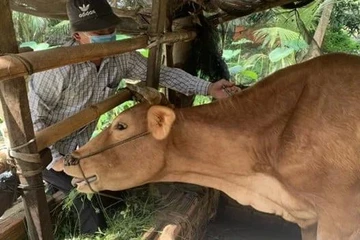 Cảnh báo virus lở mồm long móng chủng mới có thể vào Việt Nam