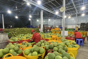 Bưởi, chanh Việt Nam rộng cửa vào Trung Quốc, kỳ vọng thêm nửa tỉ USD xuất khẩu