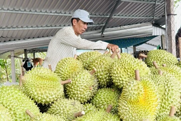 Xuất khẩu sầu riêng tăng khủng hơn 200%