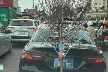 Xe biển xanh chở cành đào che biển số bị phạt 23 triệu đồng