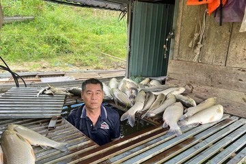 Cá nuôi lồng bè chết bất thường, nổi trắng trên sông Lam