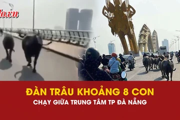 đàn trâu, Đà Nẵng, chăn thả