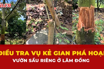 sầu riêng, chặt phá, 