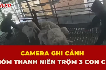 con cừu, trộm cắp, Khánh Hoà