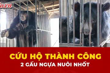 gấu ngựa, cứu hộ, Nghệ An