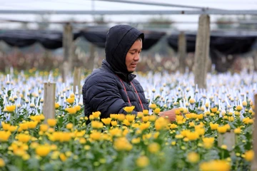 Cận cảnh làng hoa lớn nhất xứ Thanh chuẩn bị phục vụ Tết Nguyên đán 