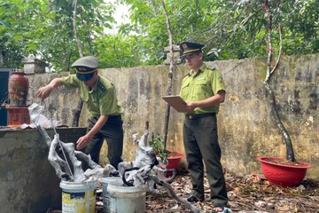 Kiểm lâm Thanh Hóa bắt giữ 2 xe tải chở cây muội hồng đi tiêu thụ trái phép