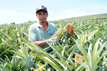 Mòn mỏi đợi thương lái, nông dân xót xa trong mùa dứa 'đắng'